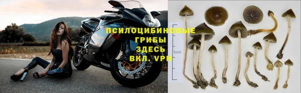 крисы Баксан